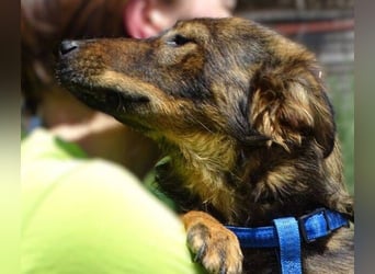 MIMI ist ein niedliches kleines Hundeherzchen