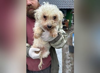 SNOW wurde herzlos entsorgt