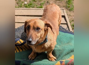 PASHA ist ein kleiner Schatz