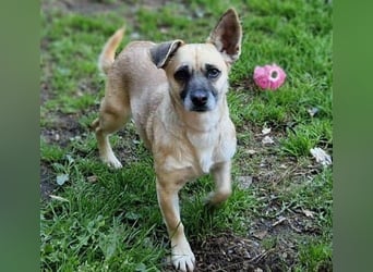 REXINA Mini-Mäuschen REXINA Mini-Mäuschen