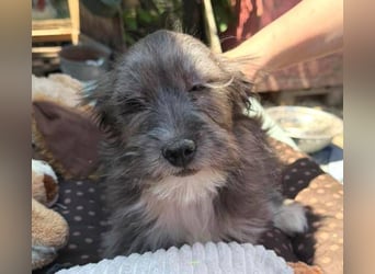 CLEO ist ein süßes Hundebaby