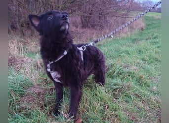 BLACKY 3 ist ein Goldschatz