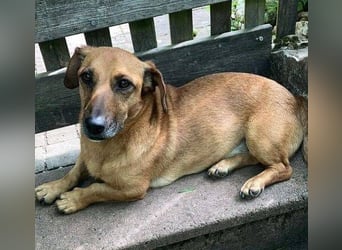 PASHA ist ein kleiner Schatz