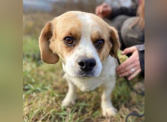 BODRI ist eine ganz sanfte Seele