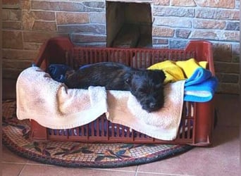 LILI - kleines Hundekind auf der Suche nach dem großen Glück