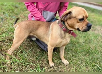 ROCCO irrte hungrig umher ROCCO irrte hungrig umher