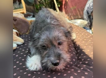 CLEO ist ein süßes Hundebaby