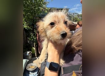 CARLOTTA , kleines Hundemädchen sucht das Glück