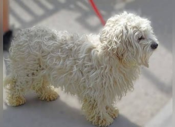 Theo, kleiner Kerl in großer Gefahr