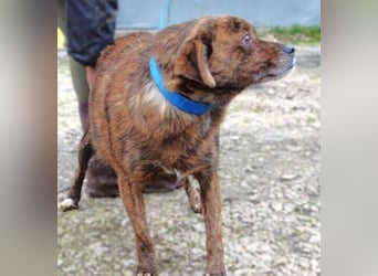 HOLLY - wer ist ihr Retter aus großer Gefahr?