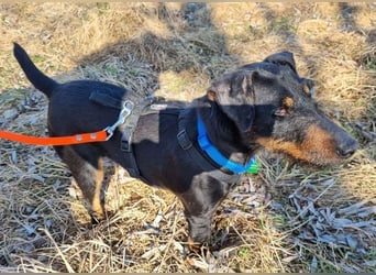 TARA ist eine ganz liebe Hündin