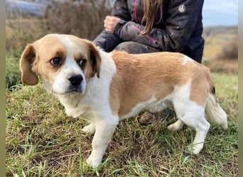 BODRI ist eine ganz sanfte Seele