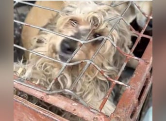 PAULCHEN braucht unsere Hilfe