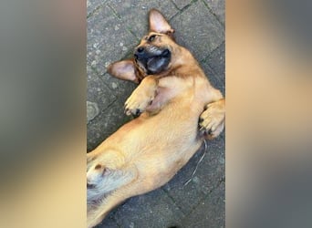 PASHA ist ein kleiner Schatz