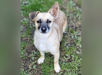 REXINA Mini-Mäuschen REXINA Mini-Mäuschen