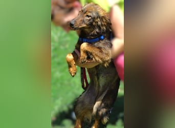 MIMI ist ein niedliches kleines Hundeherzchen