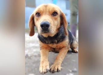 NICKY sitzt in der Tötung,  wir wollen um sie kämpfen