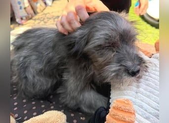 CLEO ist ein süßes Hundebaby