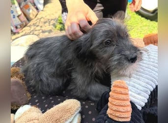 CLEO ist ein süßes Hundebaby