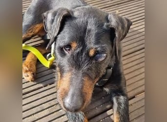 TARA ist eine ganz liebe Hündin