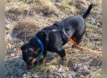 TARA ist eine ganz liebe Hündin