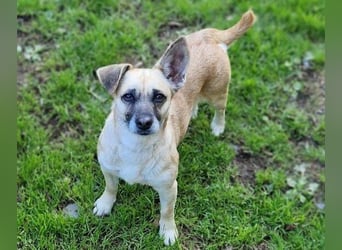 REXINA Mini-Mäuschen REXINA Mini-Mäuschen