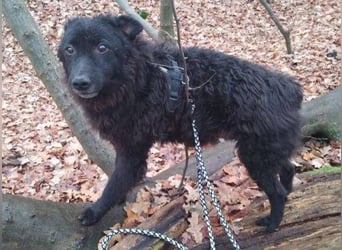 BLACKY 3 ist ein Goldschatz