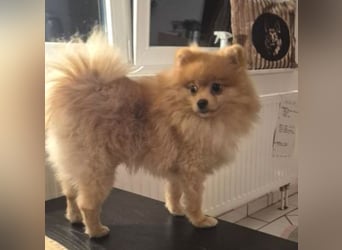 WINNIE Pooh - kleines Flauschbällchen