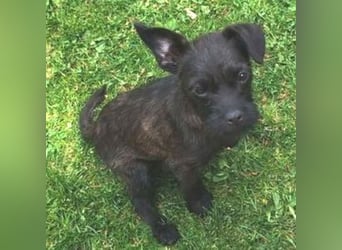 LILI - kleines Hundekind auf der Suche nach dem großen Glück