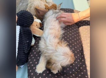 CARLOTTA , kleines Hundemädchen sucht das Glück