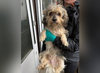 PAULCHEN braucht unsere Hilfe