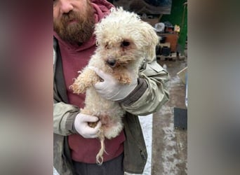 SNOW wurde herzlos entsorgt