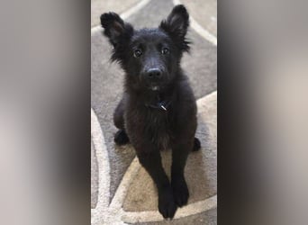 KATE ist ein zuckersüßes Plüschnäschen