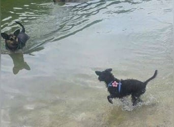 LILI - kleines Hundekind auf der Suche nach dem großen Glück