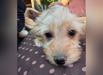 CARLOTTA , kleines Hundemädchen sucht das Glück