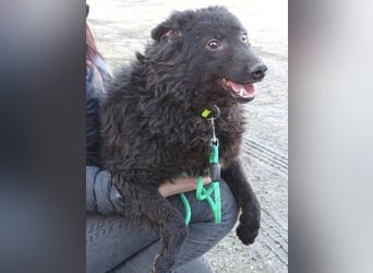 BLACKY 3 ist ein Goldschatz