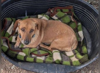 PASHA ist ein kleiner Schatz