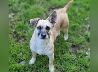 REXINA Mini-Mäuschen REXINA Mini-Mäuschen