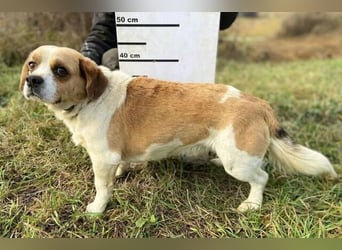 BODRI ist eine ganz sanfte Seele