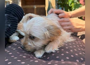 CARLOTTA , kleines Hundemädchen sucht das Glück