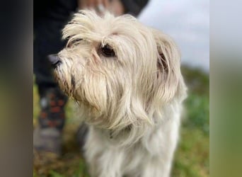 JOEY ist ein süßes Wuschelchen JOEY ist ein süßes Wuschelchen