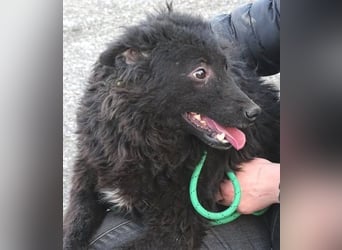 BLACKY 3 ist ein Goldschatz