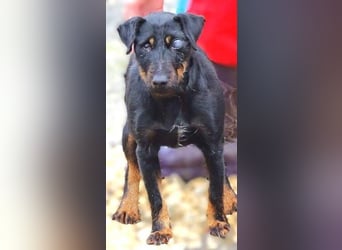 TARA ist in großer Not