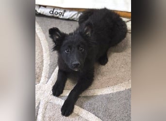 KATE ist ein zuckersüßes Plüschnäschen