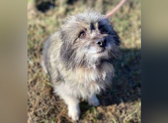 BANDY musste an der Kette leiden