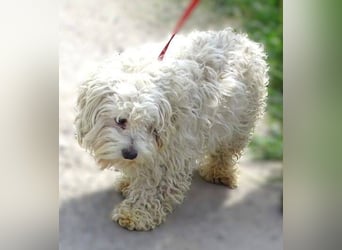 Theo, kleiner Kerl in großer Gefahr