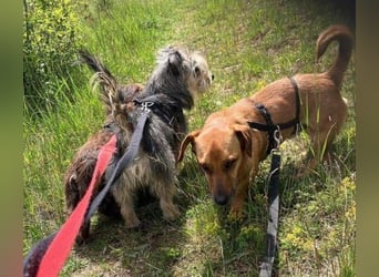 PASHA ist ein kleiner Schatz