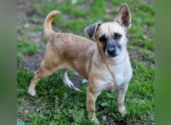 REXINA Mini-Mäuschen REXINA Mini-Mäuschen