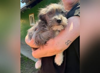CLEO ist ein süßes Hundebaby