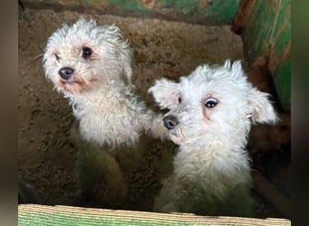 WHITE wurde herzlos abgeschoben
